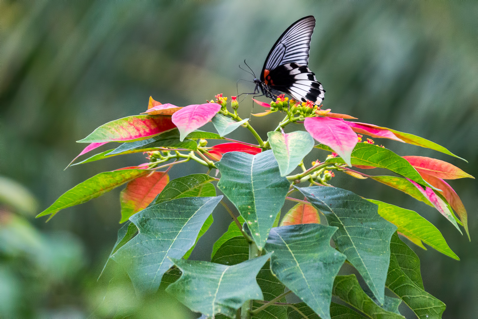 20141119 160541 Großer Mormone (Papilio memnon agenor)